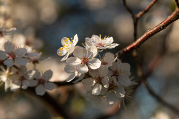 Blooming cherries in spring. Beautiful spring background