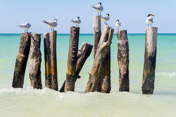 Pajaro, Ave o Bird en la isla de Holbox, estado de Quintana Roo, peninsula de Yucatan, pais de Mexico o Mejico