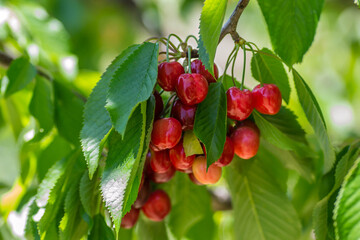 Ripe cherry fruits in the tree canopy, on a plantation in Novi Sad, Serbia.