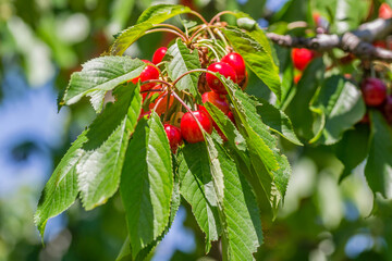 Ripe cherry fruits in the tree canopy, on a plantation in Novi Sad, Serbia.