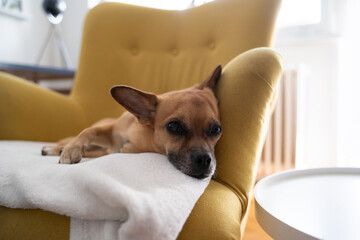 dog sitting on a yelow armchair