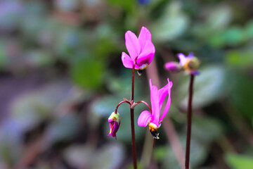 Purple cyclamen flower growing blossoming in the garden or forest in spring season. Beautiful delicate bright pink lilac flowering cyclamen close-up against blurred natural background. Selective focus