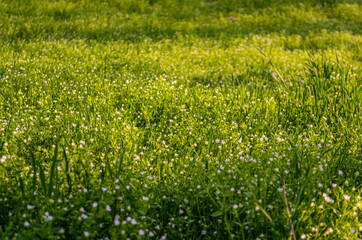 Fototapeta premium green grass in the wind