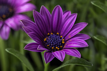 Blooming flowers on the bushes. Romantic and tender.