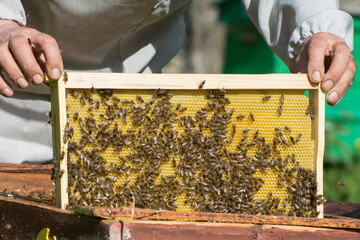 The work of the beekeeper in the apiary. The beekeeper takes out a honeycomb frame with bees from...