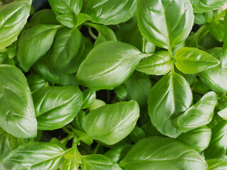Close up of green leaves of basil plant