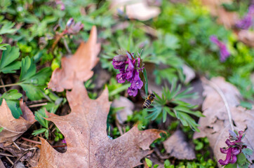 flowers in the garden