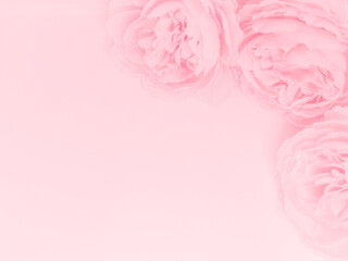 Beautiful abstract color red flowers on white background, light pink flower frame, pink leaves texture, gray background, valentines day, love theme, pink texture, white gradient