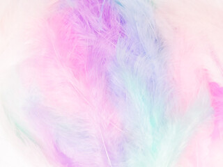 Obraz premium Beautiful abstract light pink feathers on colorful background, colorful feather frame on green purple and blue texture pattern, pink background, love theme wallpaper, valentines day, white gradient