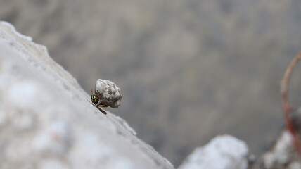 Wasp building up its nest on a concrete surface