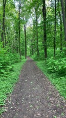 path in the woods