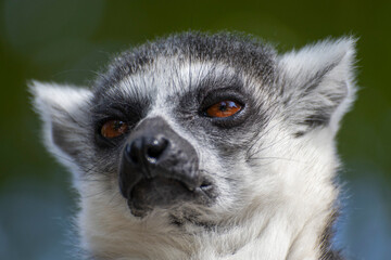 ring tailed lemur