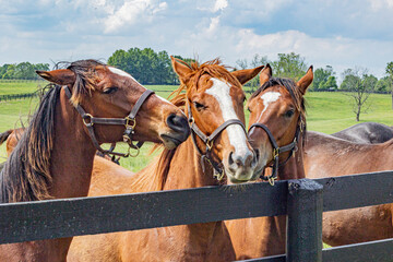 Three Thoroughbred yearlings along a fence interacting with each other.