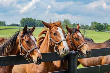 Three Thoroughbred yearlings looking over a fence in a pasture.