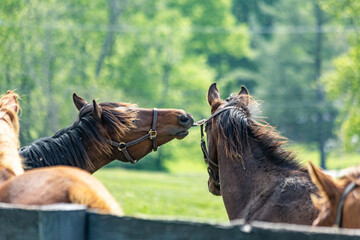 A young horse pulling on the halter strap of another young horse.
