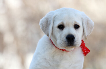 a nice yellow labrador puppy portrait