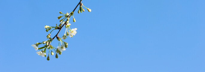 flowering cherry branch against the background of blue sky in sunlight