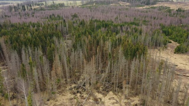 Aerial bark wood beetle drone pest Ips typographus dead spruce tree infested and attacked by the European spruce quadcopter view flying fly flight show, cutting deforestation caterpillar dead trees