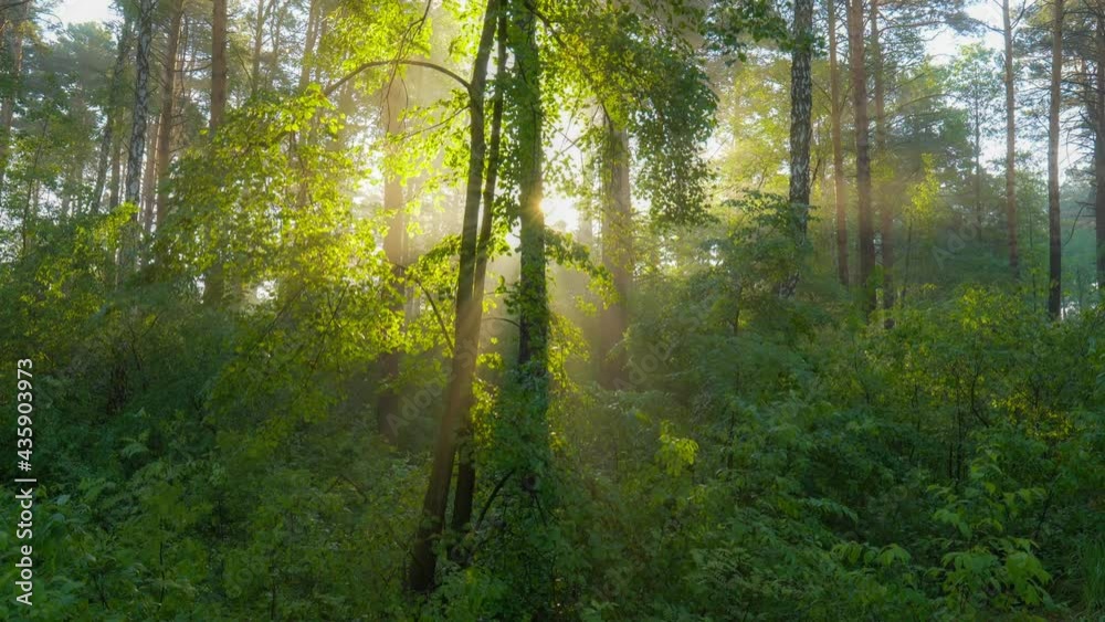 Aufkleber Sunrise in the green summer forest. Sun shines from behind tree trunk forming rays of light in light haze. Morning summer foggy forest nature. HDR, 4K