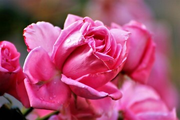 pink rose close up
