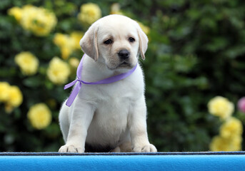 sweet yellow labrador puppy on the blue