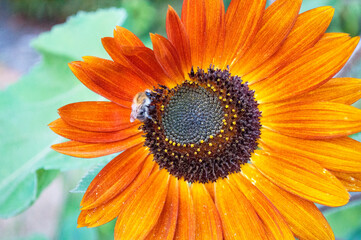 Fluffy bumblebee gathering pollen on a large sunflower with orange petals, background