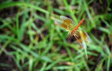 The red dragonfly sits on the grass in the morning sun.	
