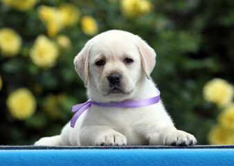 yellow labrador puppy on the blue