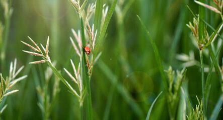 Orange ladybug perched on the grass.