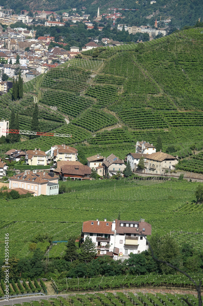 Poster weinberge bei bozen