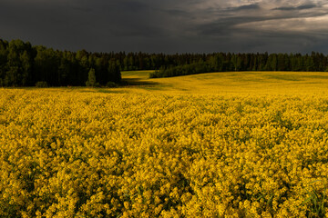 Rapeseed field against the dark sky