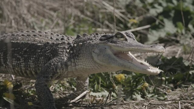 Amazing alligator close up walking slow motion