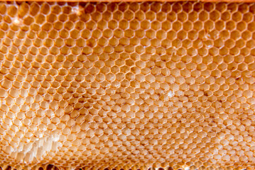 Honeycomb background texture made by bees.