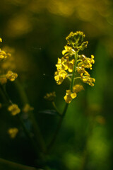 Obraz premium Frühlingsgelb 2/3