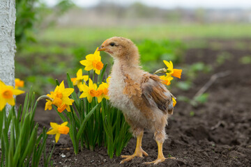 A cute chicken stands in blooming bright yellow daffodils