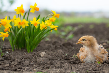 Cute chicken sits on the ground in the garden against the background of blooming bright yellow daffodils