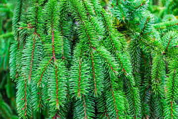 Hanging spruce branch close up. Natural green background. Christmas tree outdoor. Copy space, place for text.