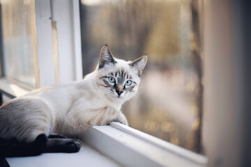 Portrait of a Thai cat lying on the windowsill.