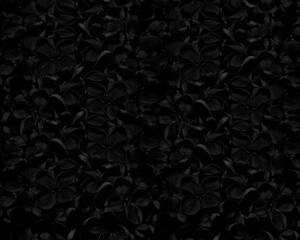 Tło czarne kwiaty - obrazy, fototapety, plakaty