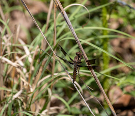 Dragonfly On Blade of Grass