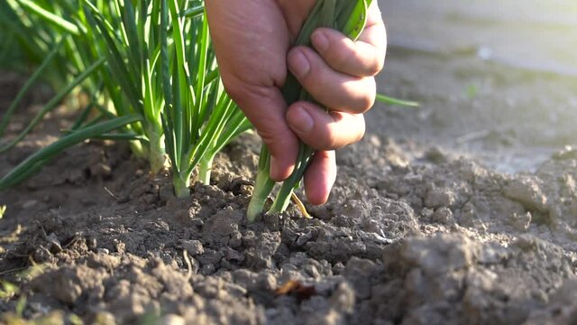 Young onions being harvested by hand in cinematic slow motion. Successful farmer is pulling fresh green onion from the dirt in his farm. Concept of raw vegetarian food, healthy lifestyle and gardening