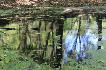 Fototapeta na wymiar Pond water surface with green vegetation
