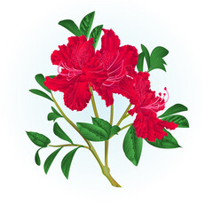 Shrub red rhododendron twig with flowers and leaves watercolor  vintage vector illustration  editable hand draw