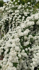 flowering white bush