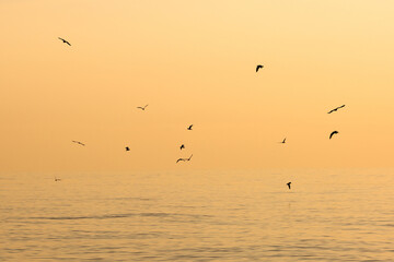 Flock of the seagulls flying over the sea with nice golden background