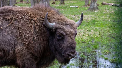 Zelfklevend Fotobehang bison in park national park © Михаил А.