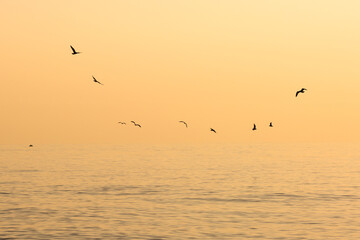 Flock of seagulls  in the morning flying over the sea
