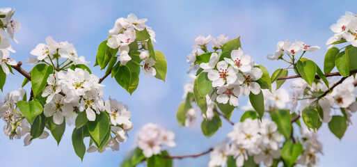 Branches of blooming white flowers with soft focus on a delicate light blue sky background....