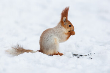 Naklejka na ściany i meble Squirrel on the snow eating sunflower seeds