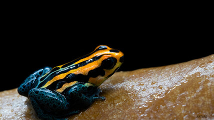 Ranitomeya amazonica 